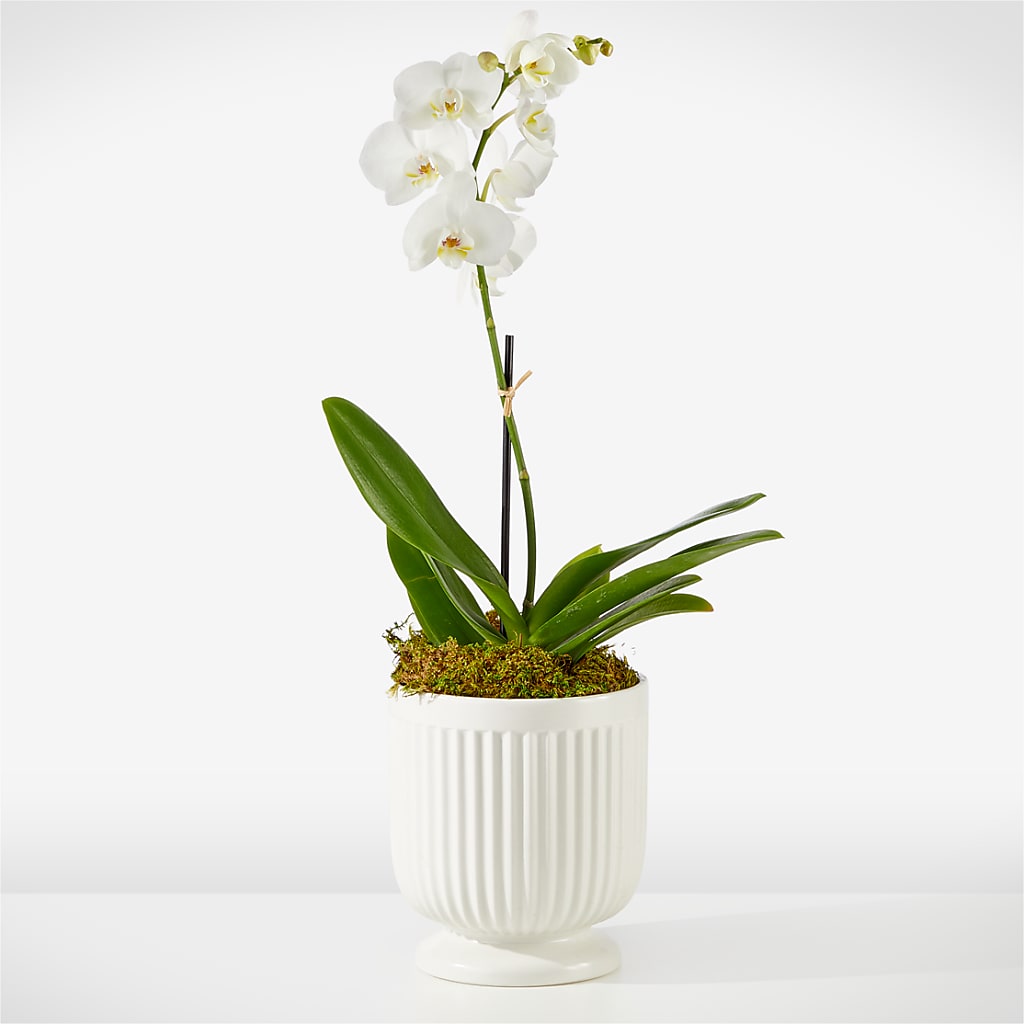 Whispering White Orchid – Simply Flowers, Moscow TN
