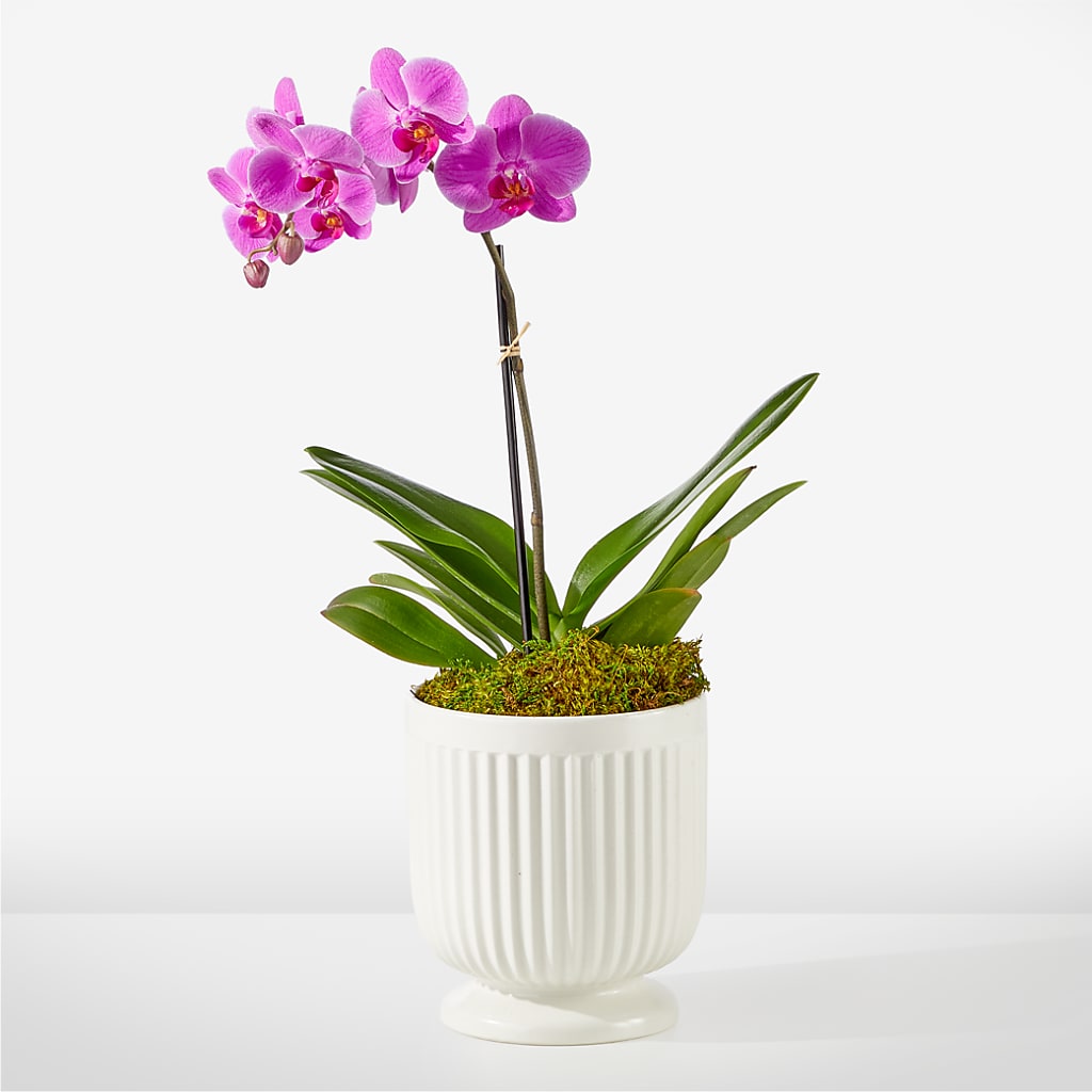 Friendly Fuchsia Orchid – Simply Flowers, Moscow TN