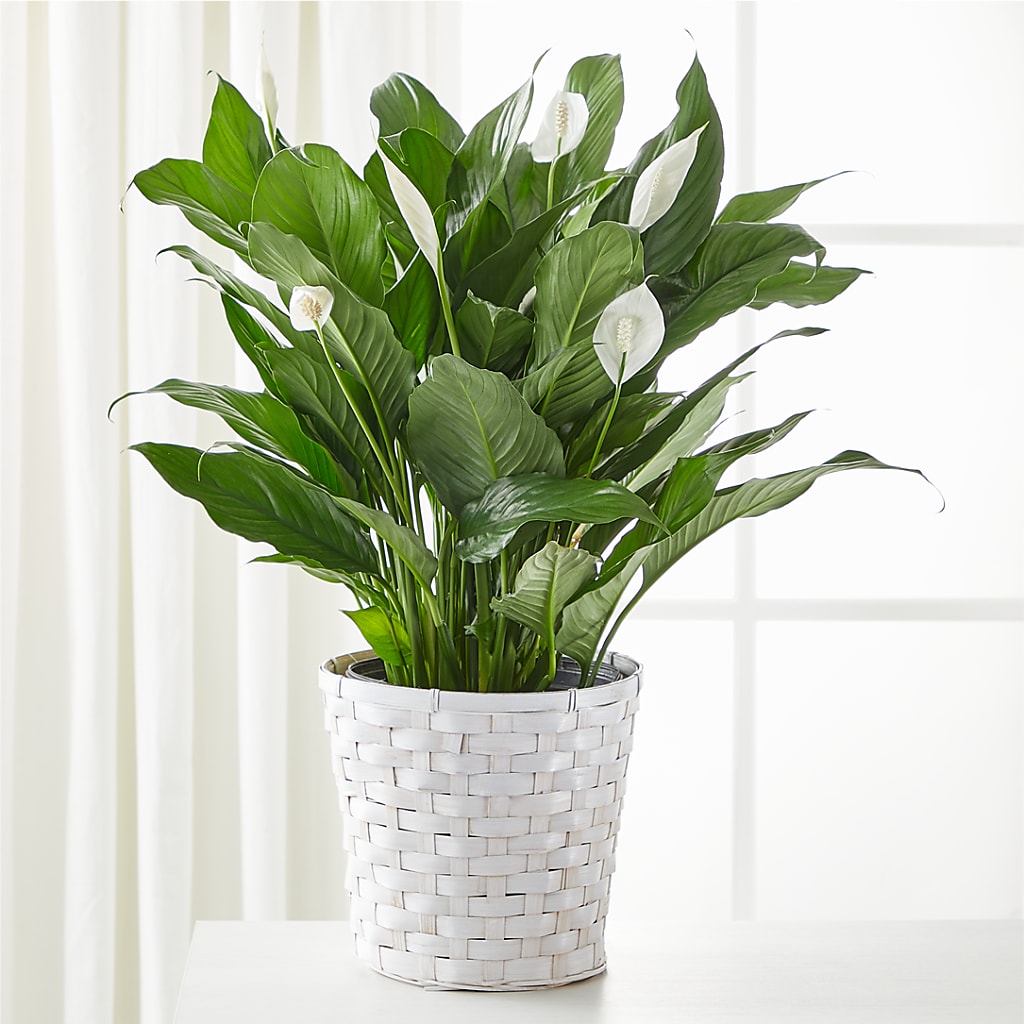A New Leaf Peace Lily – Simply Flowers, Moscow TN