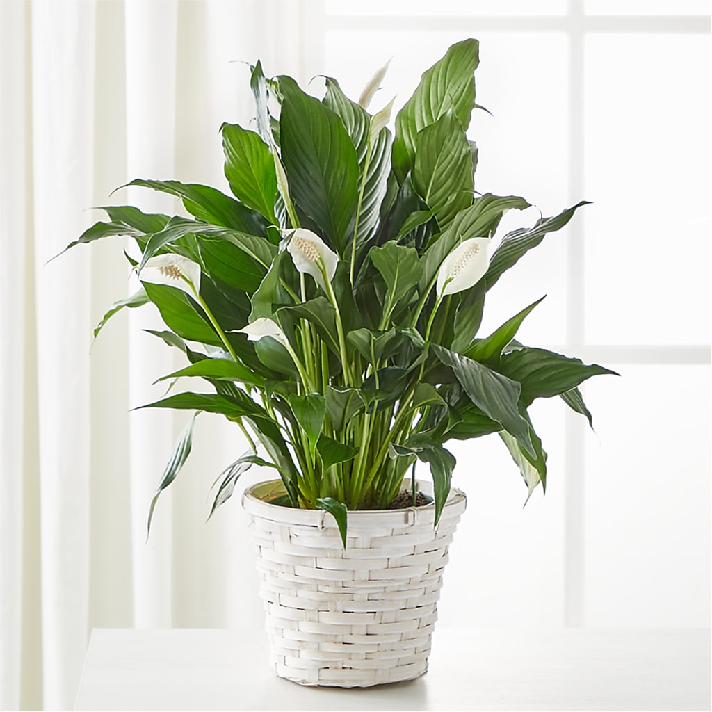 A New Leaf Peace Lily – Simply Flowers, Moscow TN