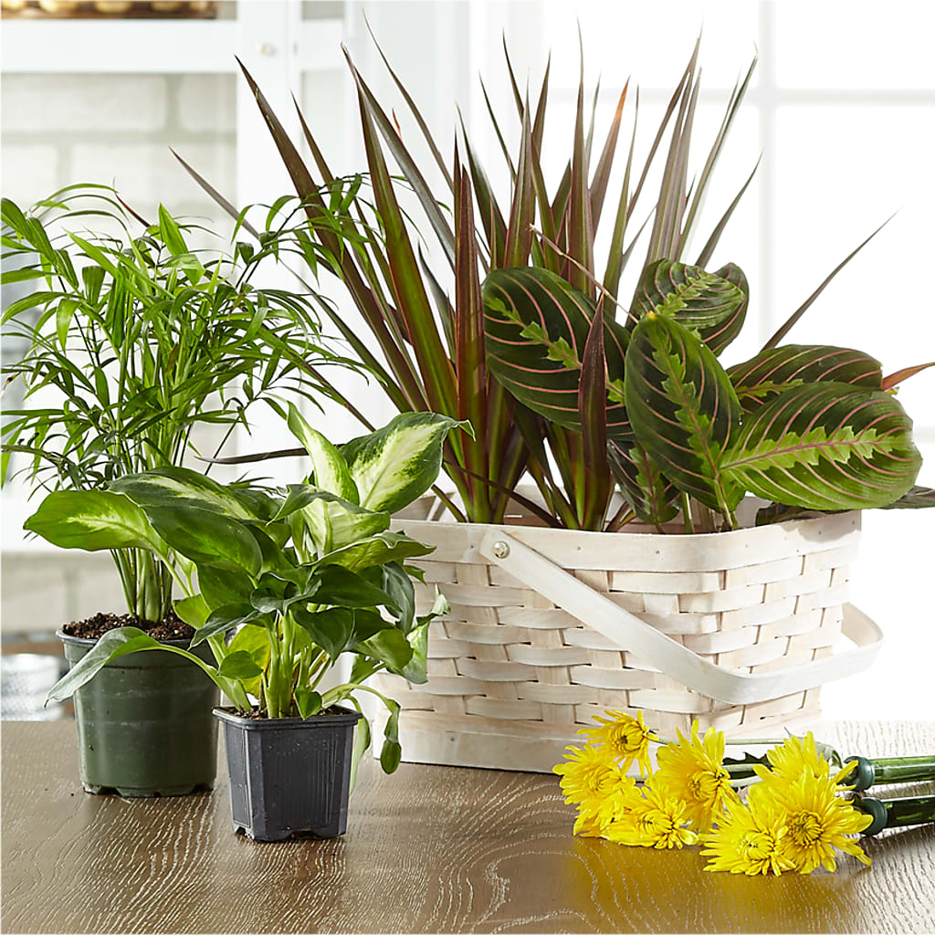 Florist Designed Blooming and Green Plants in a Basket –  Simply Flowers, Moscow TN