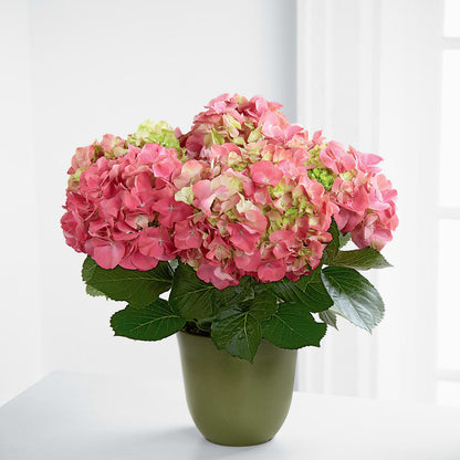 Pink Hydrangea Planter –  Simply Flowers, Moscow TN