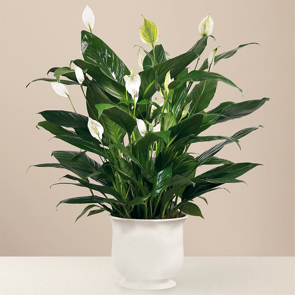 Comfort Planter –  Simply Flowers, Moscow TN