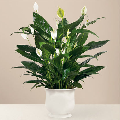 Comfort Planter –  Simply Flowers, Moscow TN