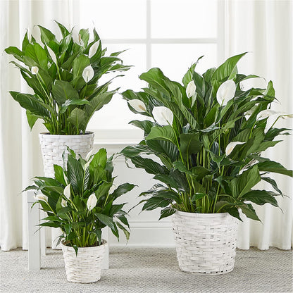 A New Leaf Peace Lily –  Simply Flowers, Moscow TN