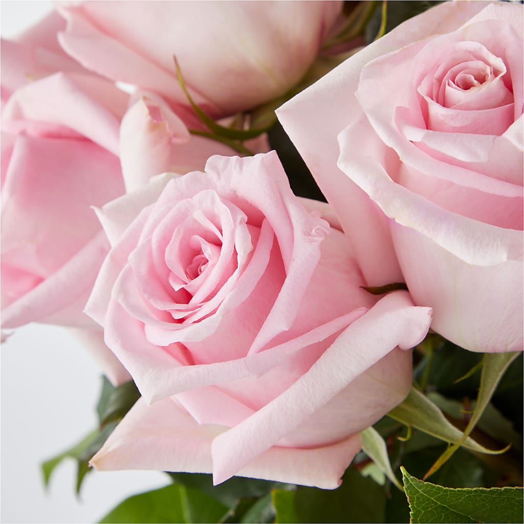 Picture Perfect Pink Rose Bouquet –  Simply Flowers, Moscow TN